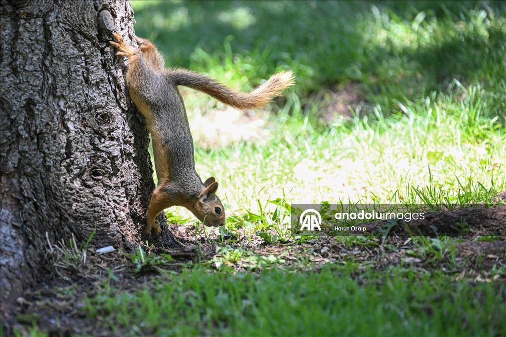 Squirrel spotted in Ankara’s Segmenler Park amid scorching heat
