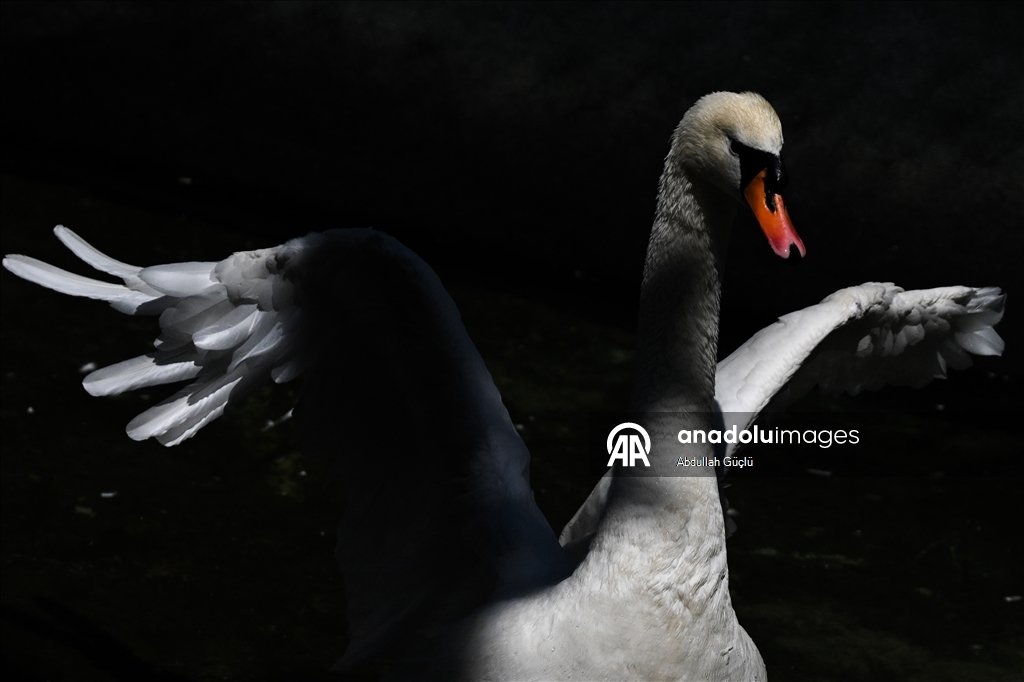 Ankara swans cool off, residents turn to fans as hot weather persists
