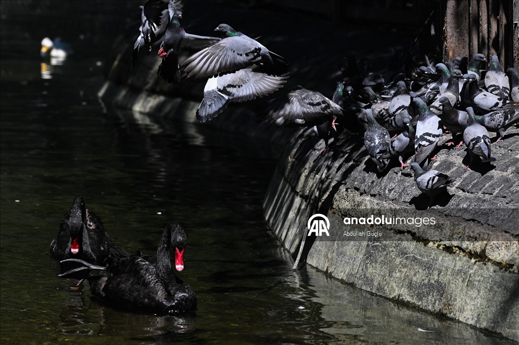 Ankara swans cool off, residents turn to fans as hot weather persists
