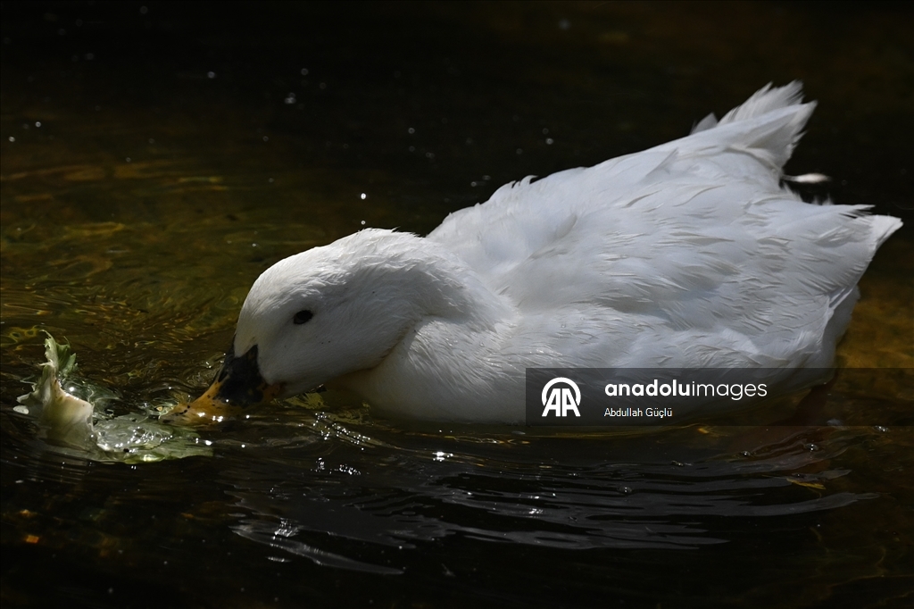 Ankara swans cool off, residents turn to fans as hot weather persists
