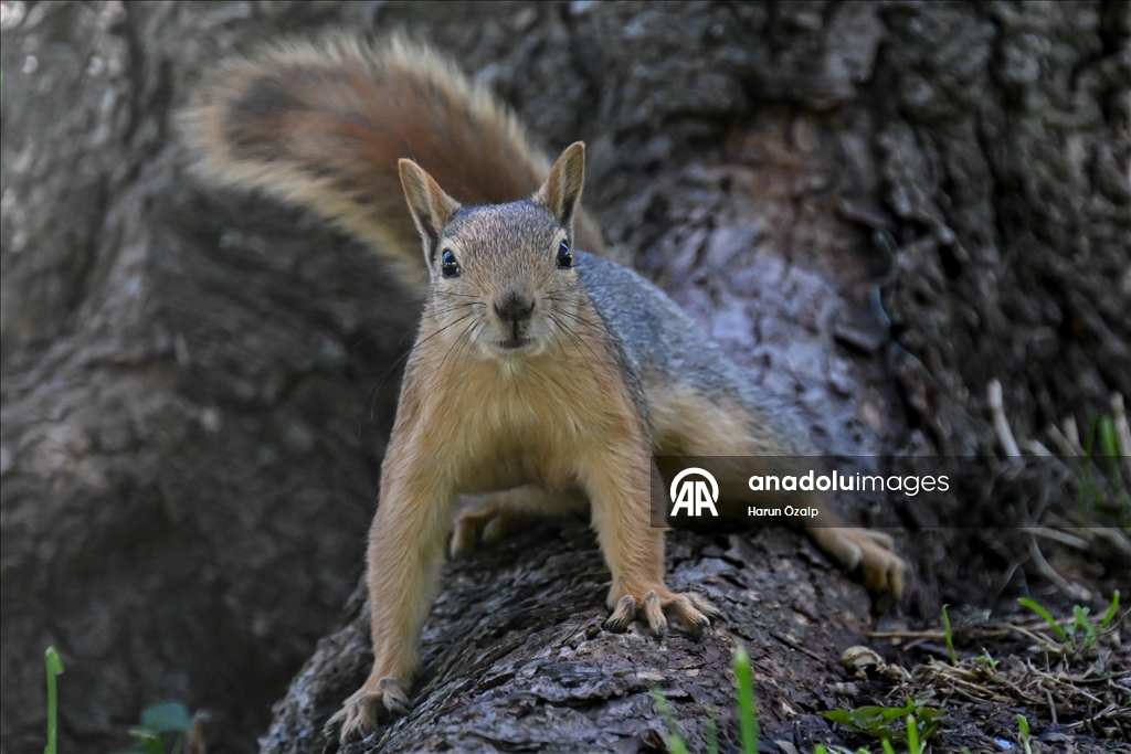 Squirrel spotted in Ankara’s Segmenler Park amid scorching heat
