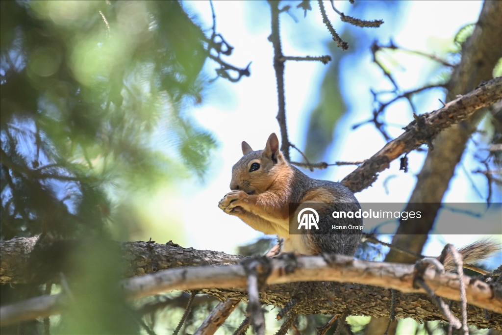 Squirrel spotted in Ankara’s Segmenler Park amid scorching heat