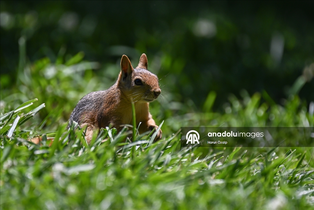 Squirrel spotted in Ankara’s Segmenler Park amid scorching heat