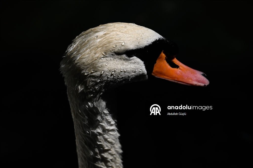 Ankara swans cool off, residents turn to fans as hot weather persists
