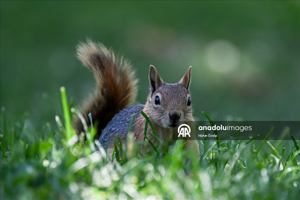 Squirrel spotted in Ankara’s Segmenler Park amid scorching heat