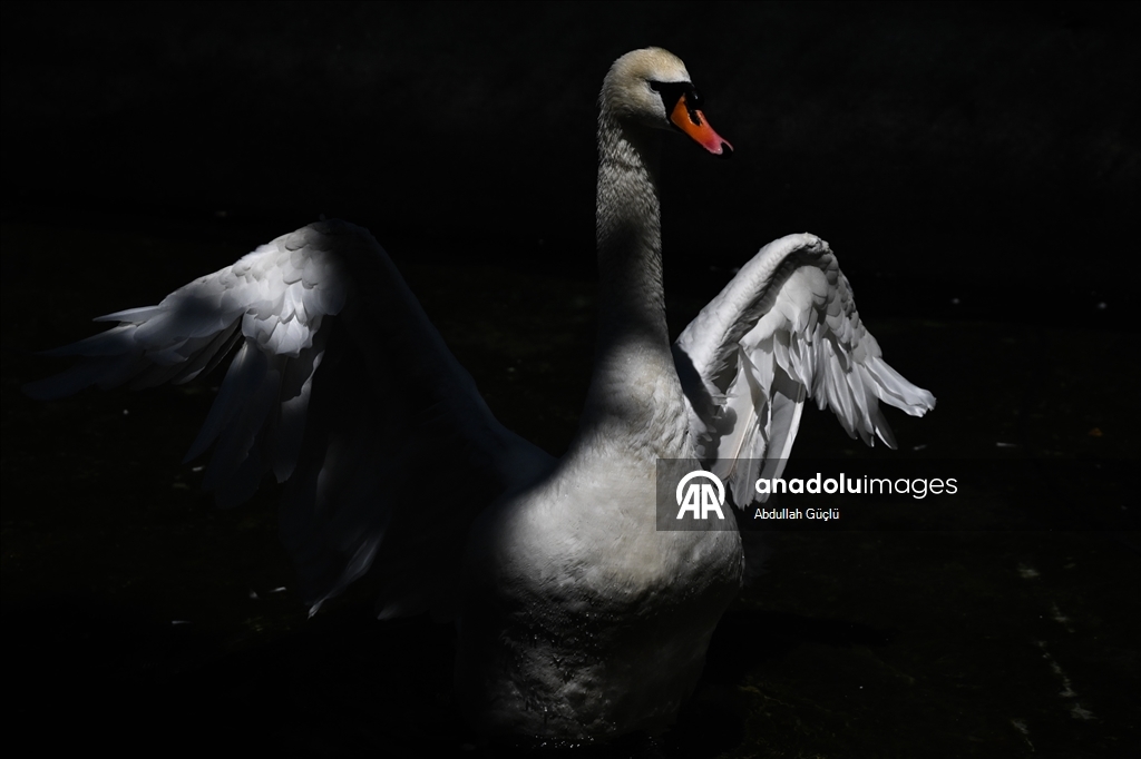 Ankara swans cool off, residents turn to fans as hot weather persists