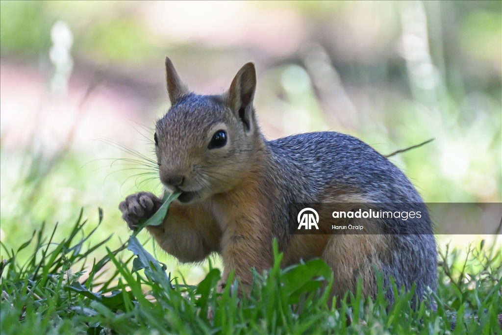 Squirrel spotted in Ankara’s Segmenler Park amid scorching heat