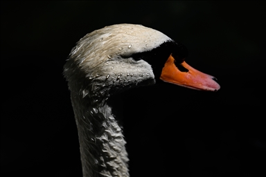 Ankara swans cool off, residents turn to fans as hot weather persists