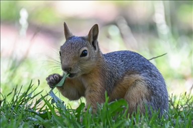Squirrel spotted in Ankara’s Segmenler Park amid scorching heat