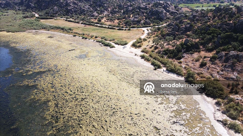 Sıcaklıkların artmasıyla suyu çekilmeye başlayan Bafa Gölü'nde kirlilik yaşanıyor