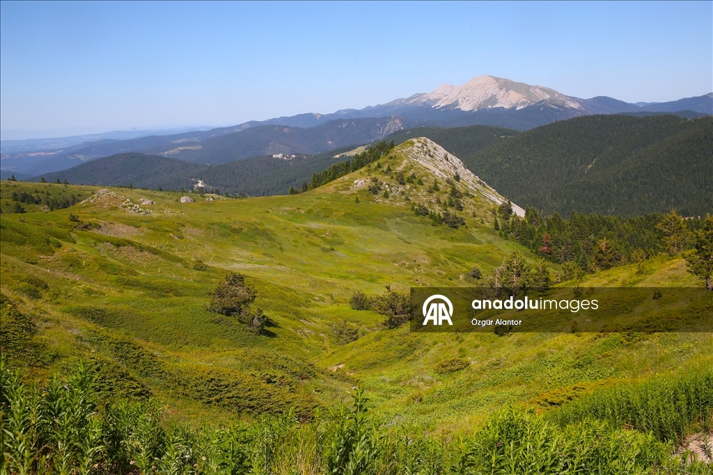 Ilgaz Dağı'nın zirvesinde açan çiçeklerle bahar yeni yaşanıyor