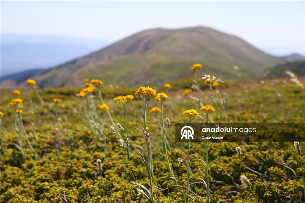 Ilgaz Dağı'nın zirvesinde açan çiçeklerle bahar yeni yaşanıyor