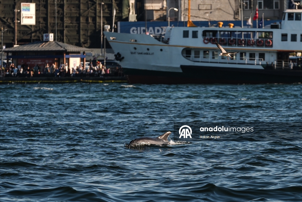 İstanbul Boğazı'nda yunuslar görüntülendi
