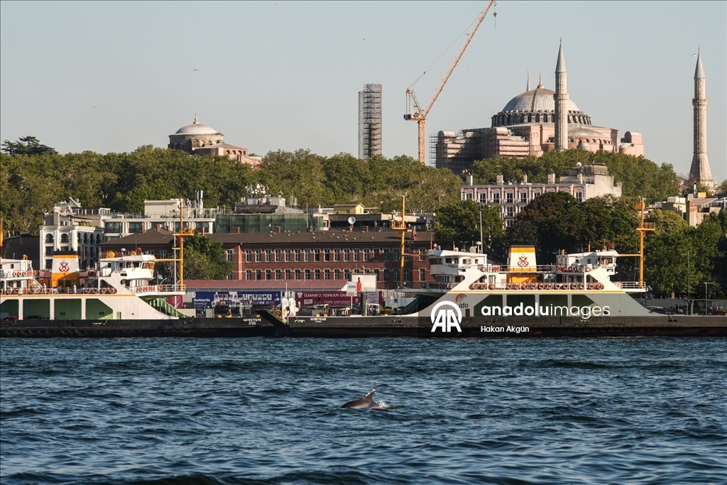 İstanbul Boğazı'nda yunuslar görüntülendi