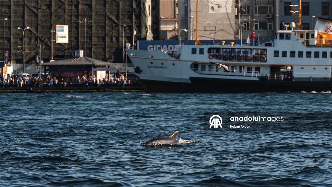 İstanbul Boğazı'nda yunuslar görüntülendi