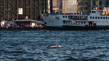  İstanbul Boğazı'nda yunuslar görüntülendi