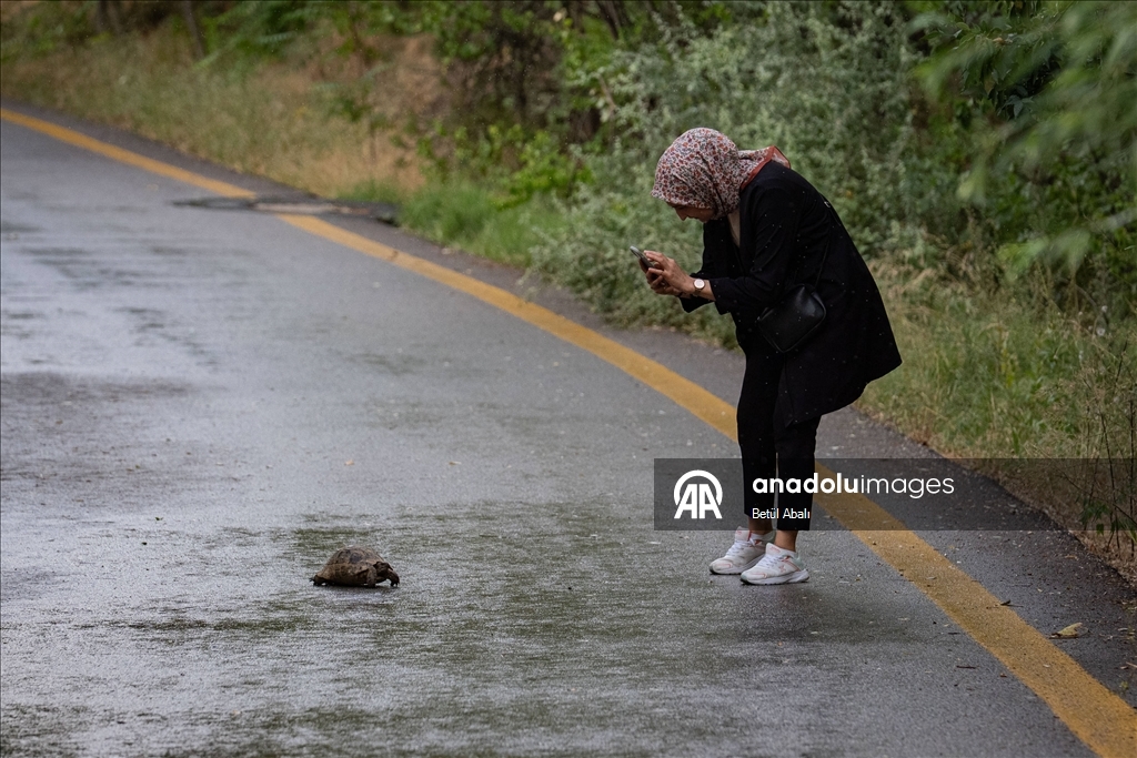 Eymir'in kaplumbağaları