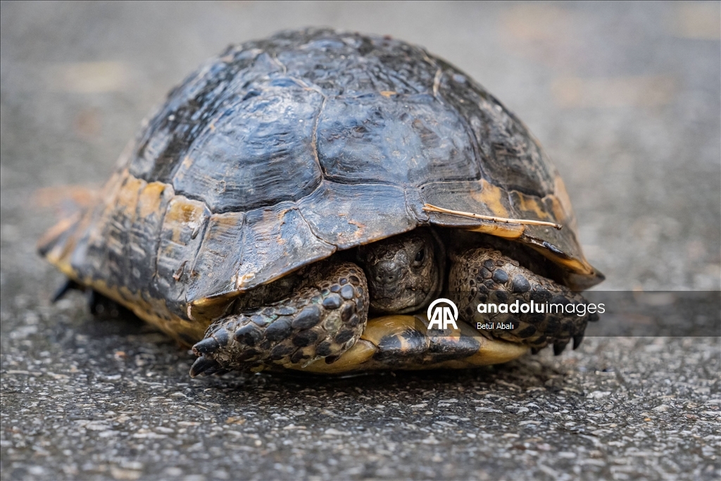 Eymir'in kaplumbağaları