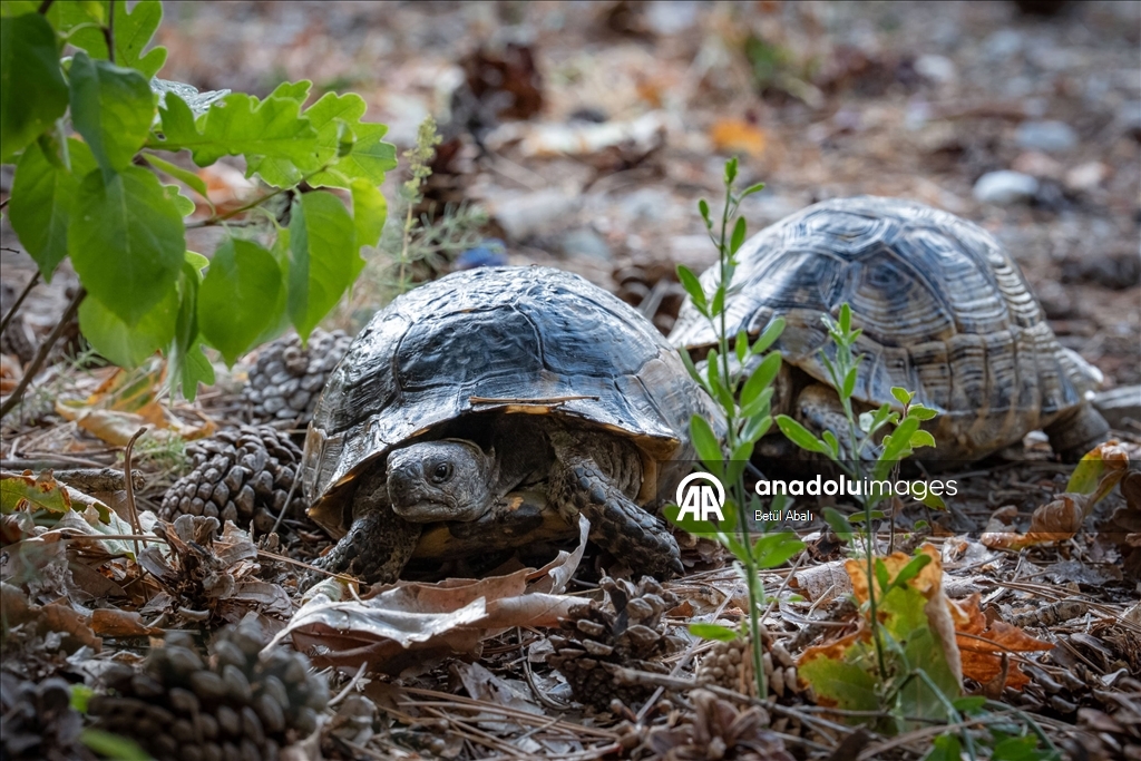 Eymir'in kaplumbağaları