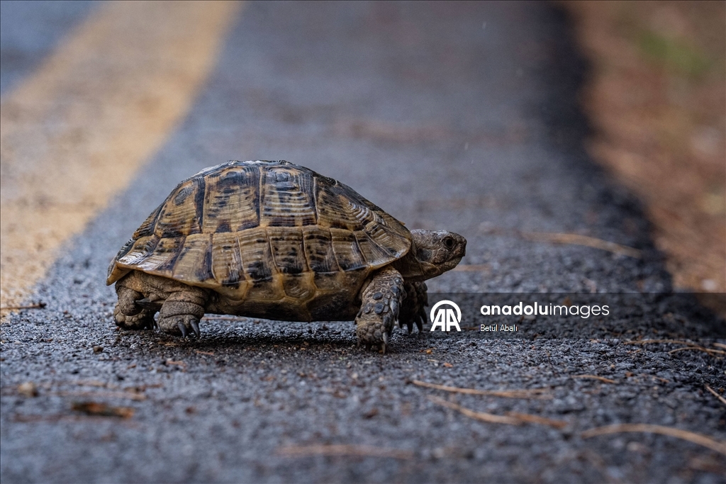 Eymir'in kaplumbağaları