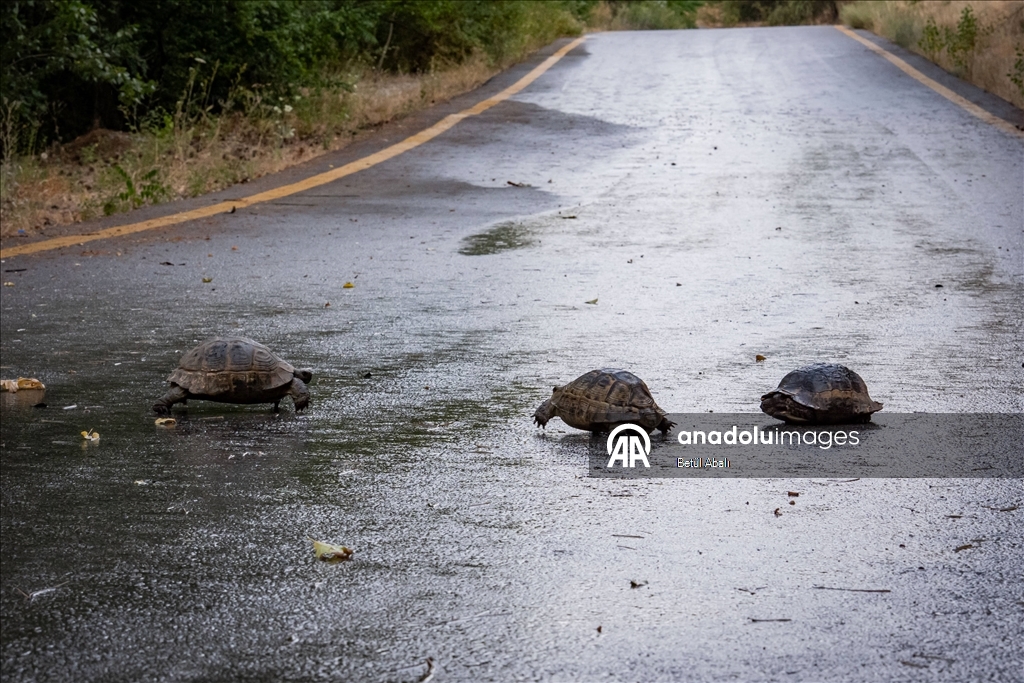 Eymir'in kaplumbağaları