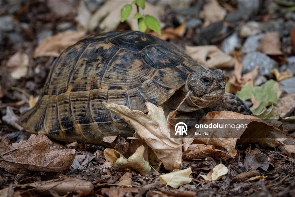 Eymir'in kaplumbağaları