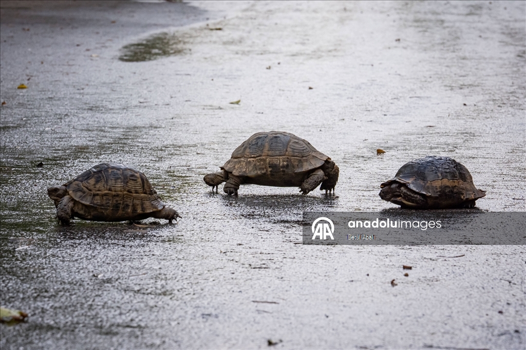 Eymir'in kaplumbağaları