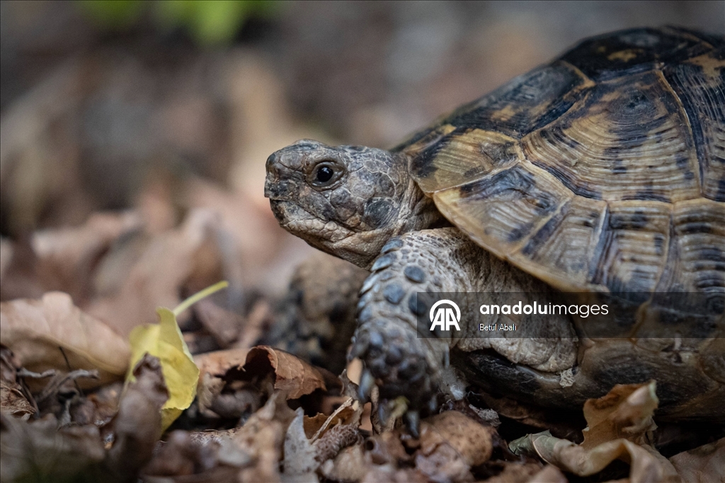 Eymir'in kaplumbağaları