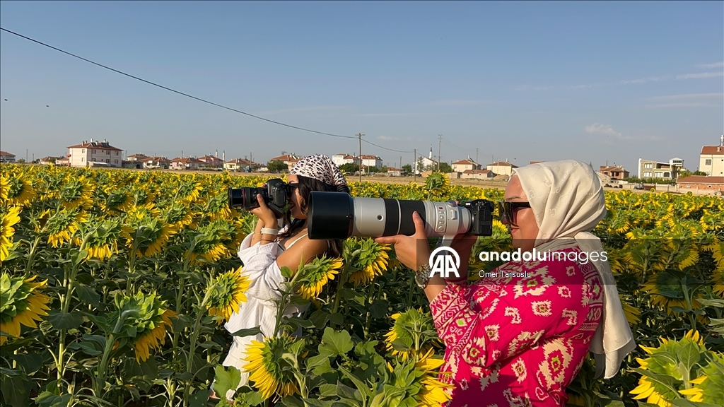 تركيا.. حقول "العروس الصفراء" تجذب عشاق التصوير ومحبي الطبيعة