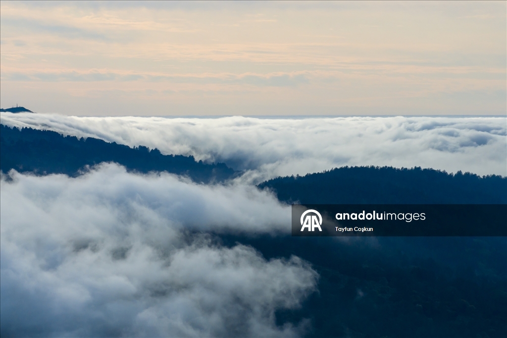 Kaliforniya'da yoğun sis etkileyici görüntüler oluşturdu