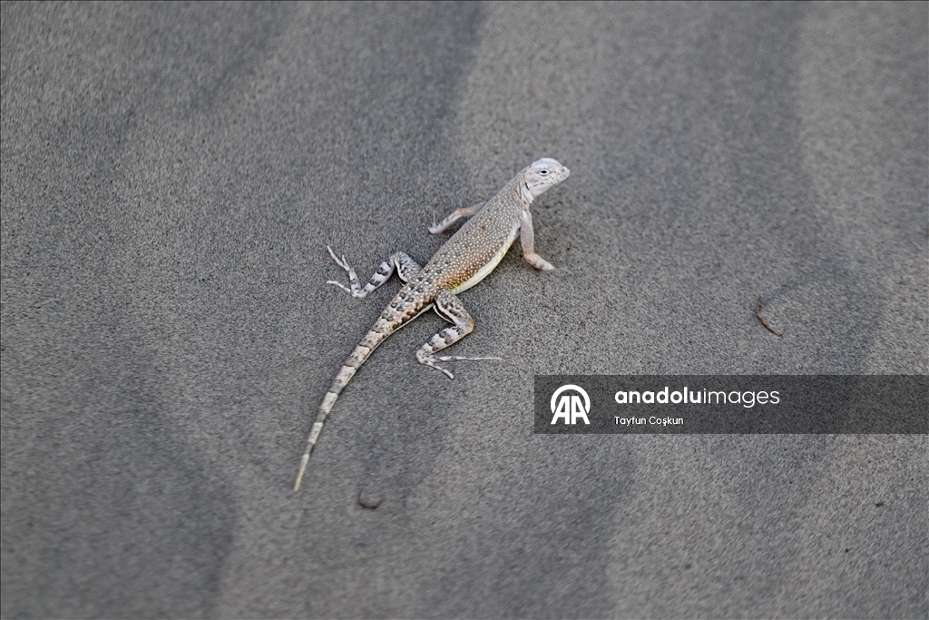 ABD'nin California eyaletindeki Ölüm Vadisi'nde termometreler 46°C'yi gösterdi