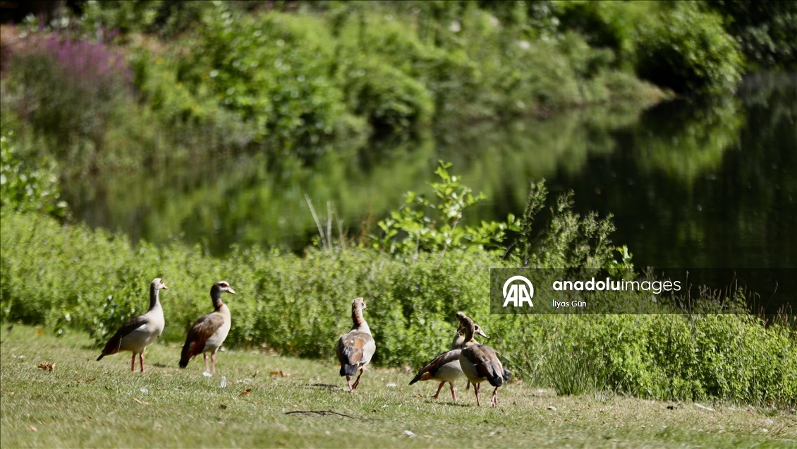 Hollanda'daki Park Sonsbeek, 126 yıldır Arnhem sakinlerine huzurlu vakit geçirme imkanı sunuyor