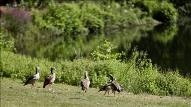 Hollanda'daki Park Sonsbeek, 126 yıldır Arnhem sakinlerine huzurlu vakit geçirme imkanı sunuyor