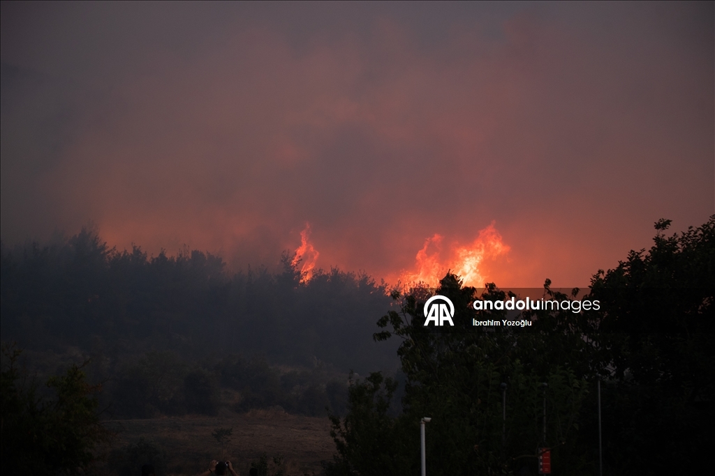 Sakarya'da ormanlık alanda çıkan yangına müdahale ediliyor