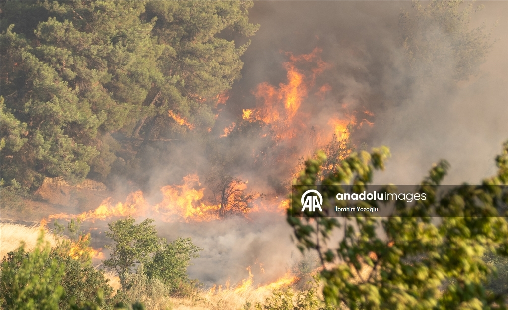 Sakarya'da ormanlık alanda çıkan yangına müdahale ediliyor