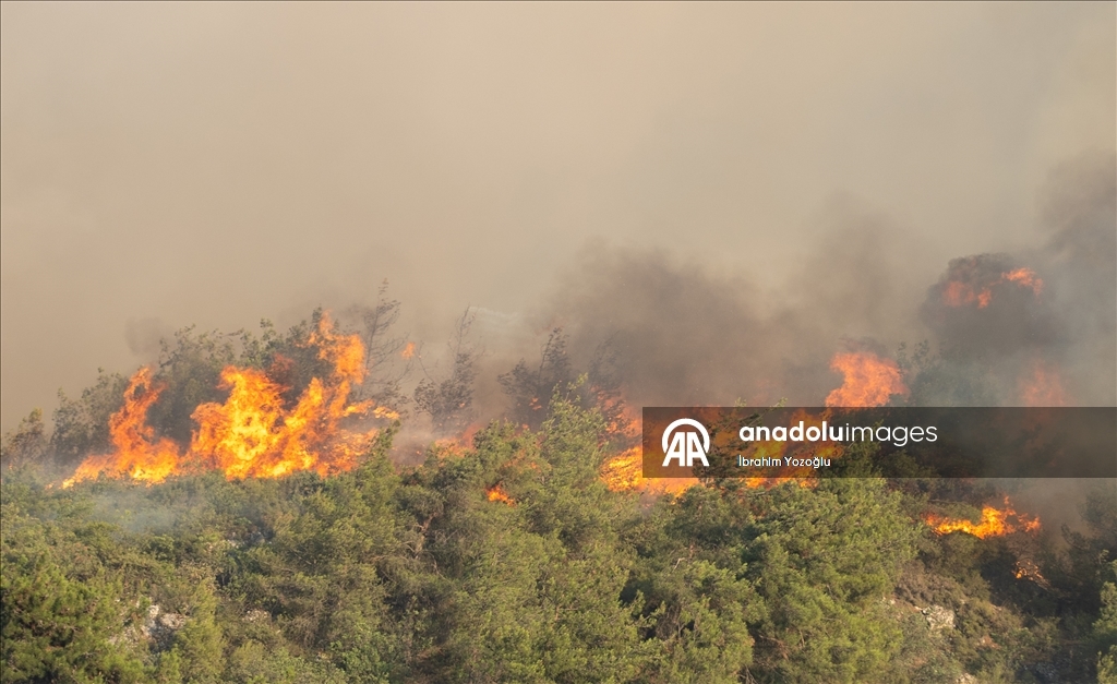Sakarya'da ormanlık alanda çıkan yangına müdahale ediliyor