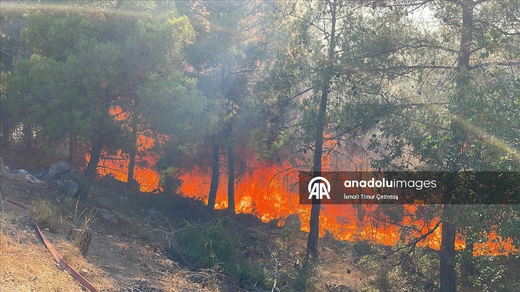 Sakarya'da ormanlık alanda çıkan yangına müdahale ediliyor