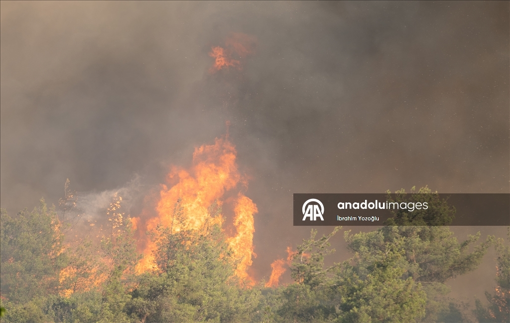 Sakarya'da ormanlık alanda çıkan yangına müdahale ediliyor