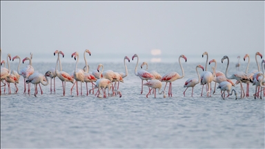 Adana'daki Akyatan Lagünü flamingolarla renklendi