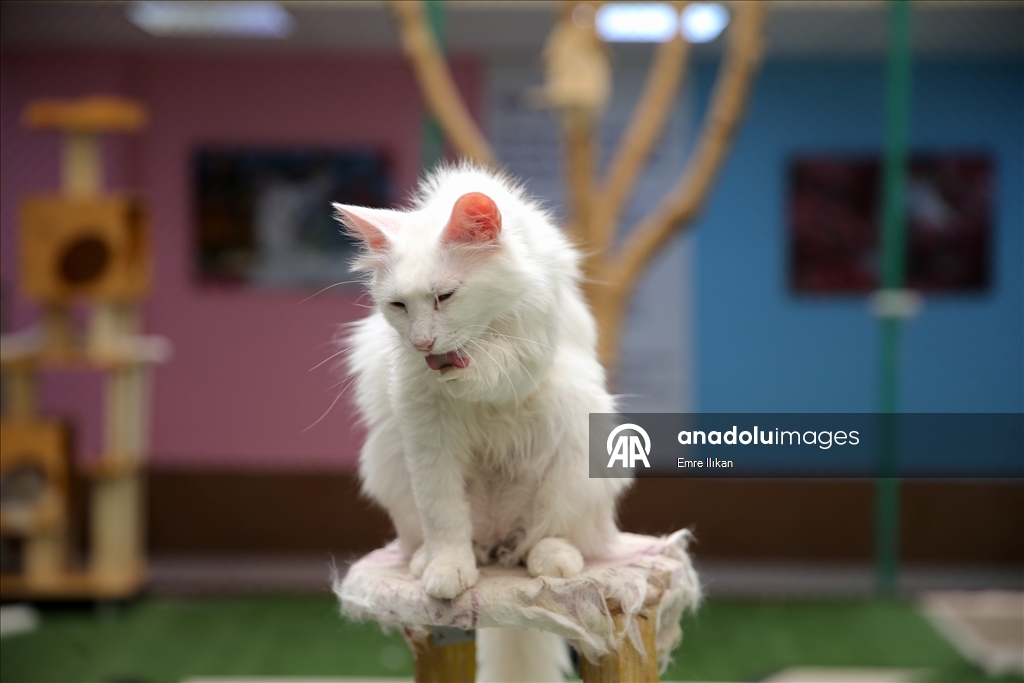 Koruma altındaki Van kedilerini 5 yılda yaklaşık 750 aile sahiplendi