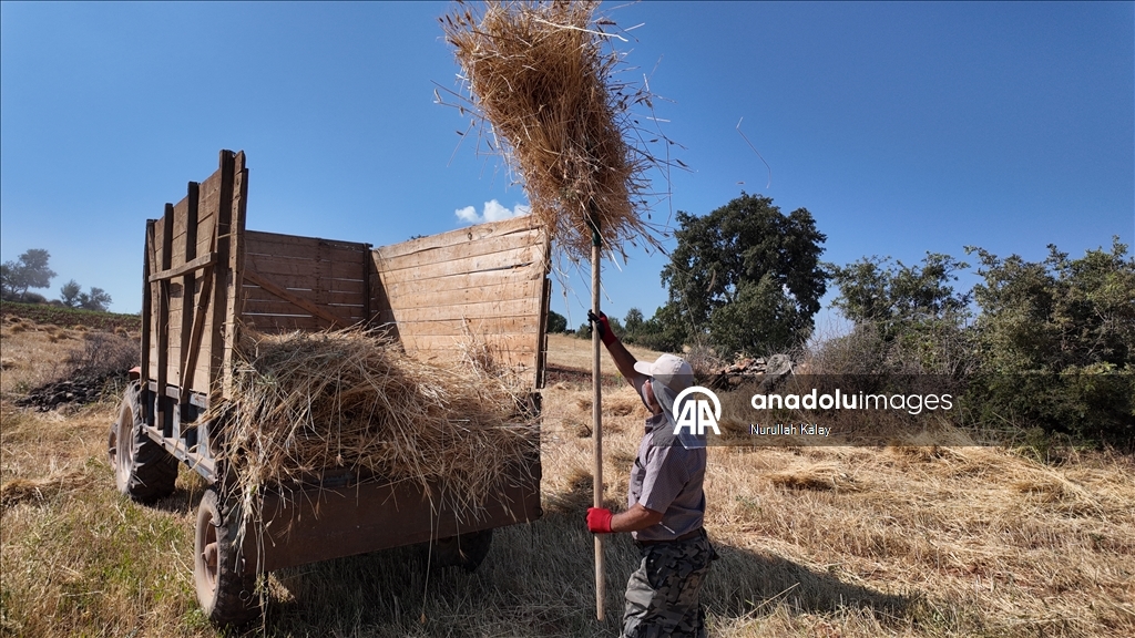 Manisa'da zorlu hububat hasadı yardımlaşmayla kolaylaşıyor
