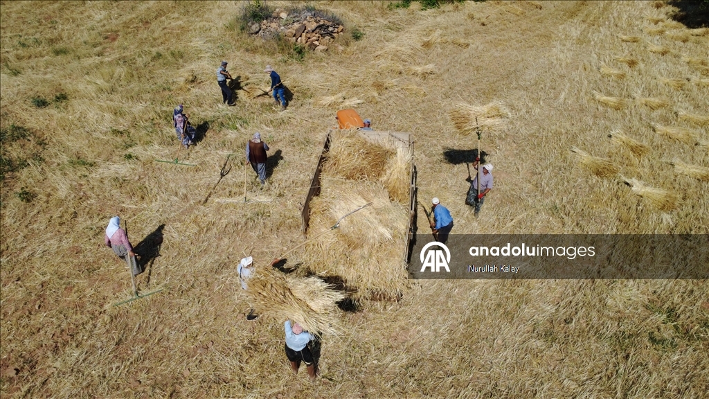 Manisa'da zorlu hububat hasadı yardımlaşmayla kolaylaşıyor