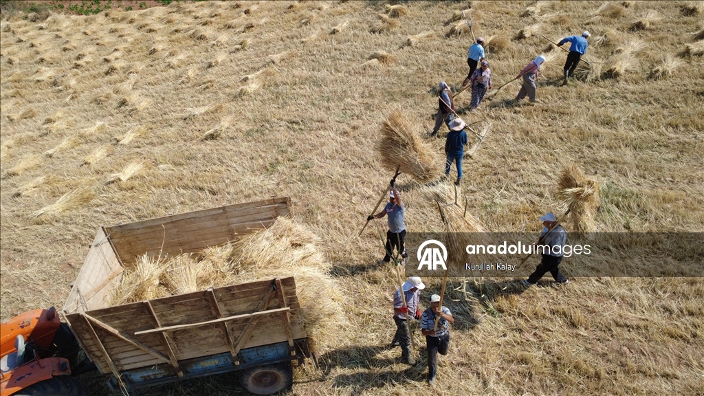 Manisa'da zorlu hububat hasadı yardımlaşmayla kolaylaşıyor
