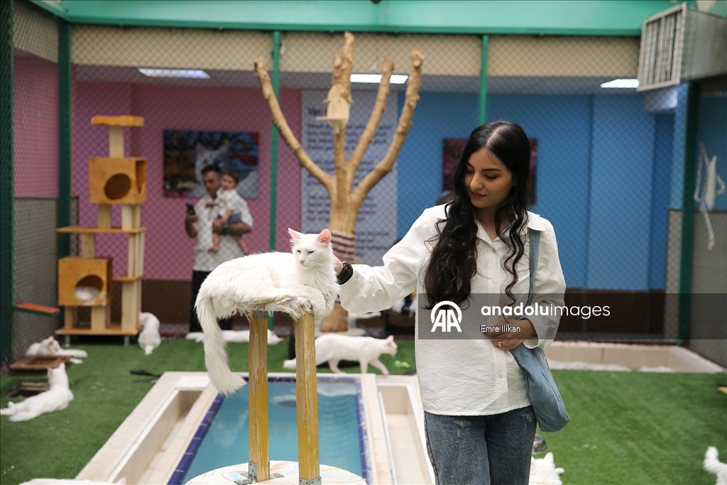Koruma altındaki Van kedilerini 5 yılda yaklaşık 750 aile sahiplendi