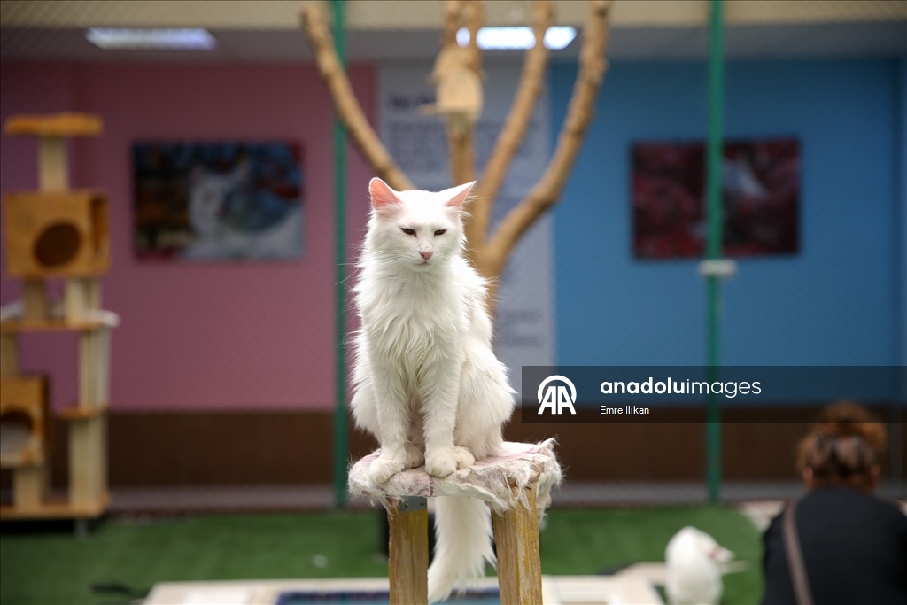 Koruma altındaki Van kedilerini 5 yılda yaklaşık 750 aile sahiplendi