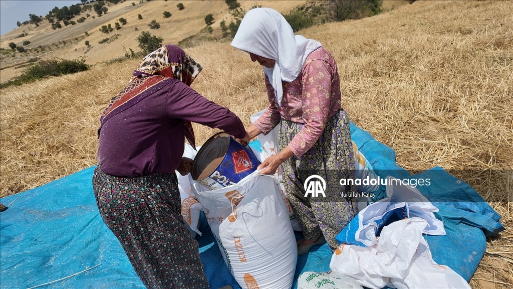 Manisa'da zorlu hububat hasadı yardımlaşmayla kolaylaşıyor