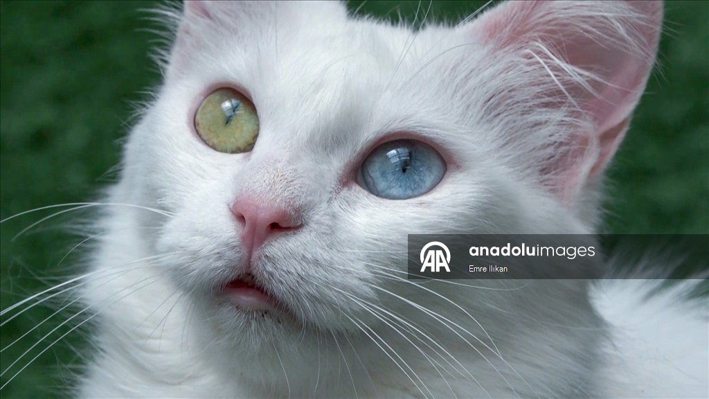 Koruma altındaki Van kedilerini 5 yılda yaklaşık 750 aile sahiplendi
