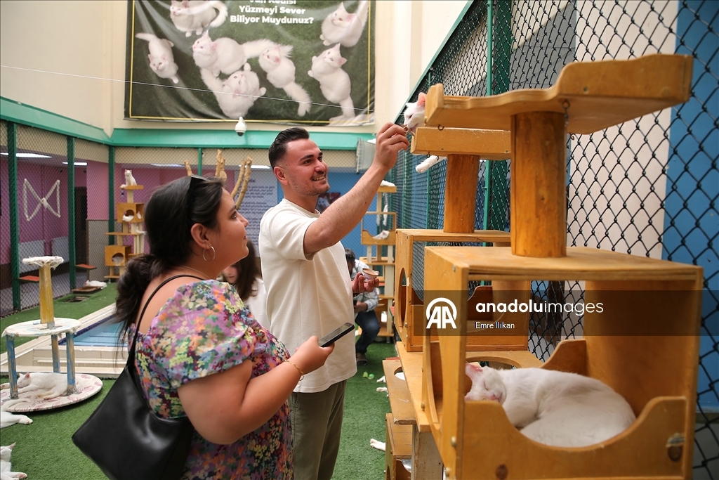 Koruma altındaki Van kedilerini 5 yılda yaklaşık 750 aile sahiplendi