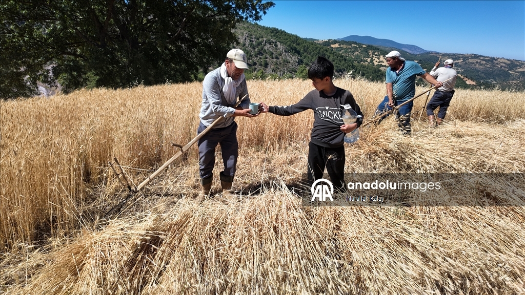 Manisa'da zorlu hububat hasadı yardımlaşmayla kolaylaşıyor