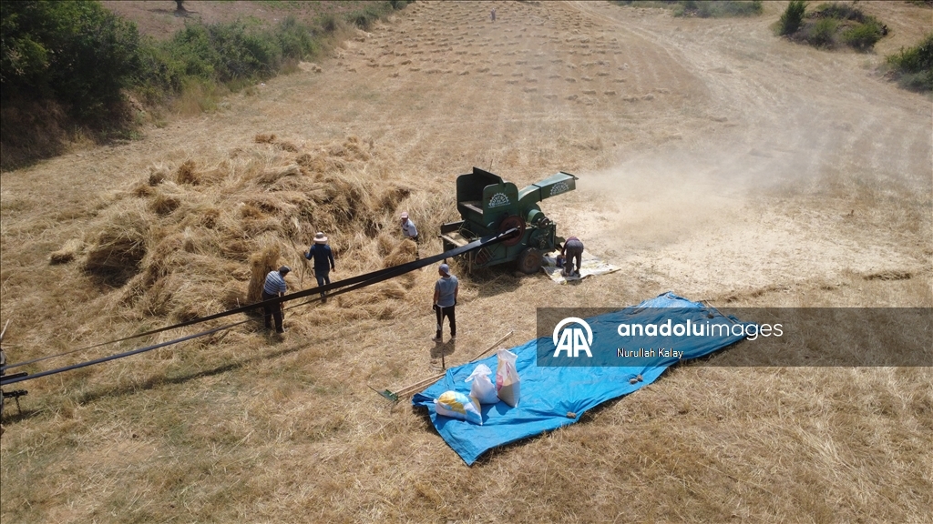 Manisa'da zorlu hububat hasadı yardımlaşmayla kolaylaşıyor